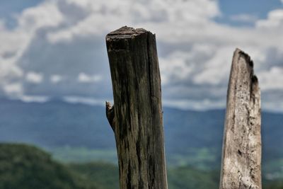 Close-up of tree stump against sky