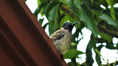 Low angle view of bird perching on tree