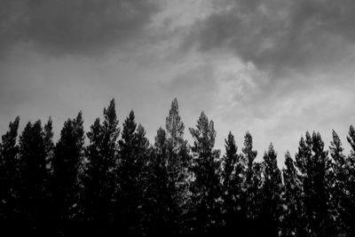 Low angle view of trees against sky