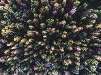 Full frame shot of plants