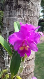 Close-up of pink flower blooming outdoors