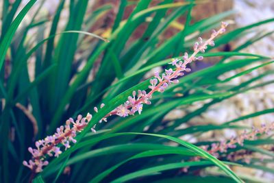 Close-up of flowering plant