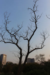 Bare tree by building against sky