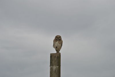 Low angle view of eagle perching against sky