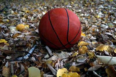 High angle view of dry leaves on field