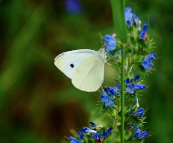 Close-up of butterfly pollinating on purple flower