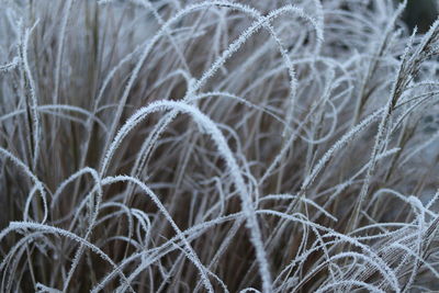 Full frame shot of frozen plants