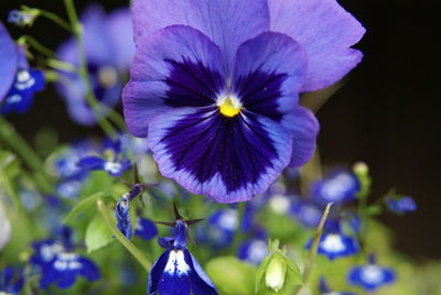 Close-up of purple pansies blooming outdoors