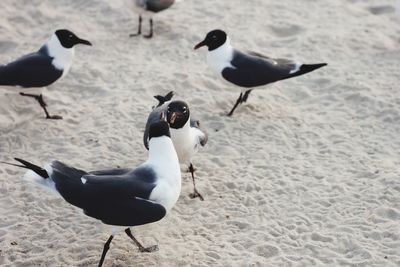 High angle view of seagulls on beach