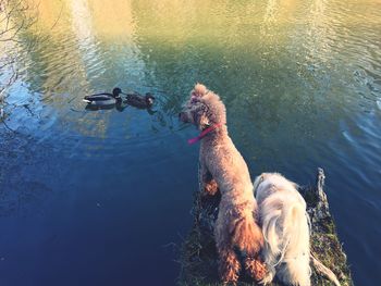 High angle view of dog swimming in lake