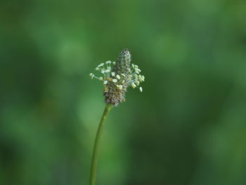 Close-up of flowering plant