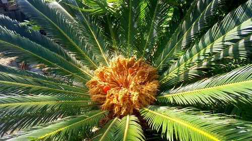 Low angle view of palm tree