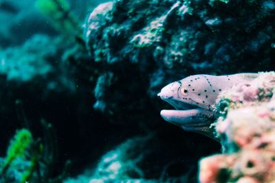 Close-up of fish swimming in sea