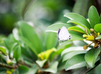 Close-up of butterfly pollinating flower