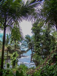 Palm trees by sea against sky