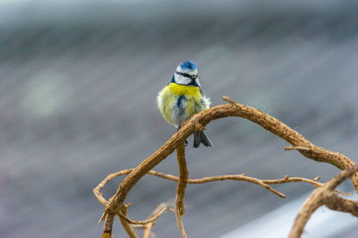 Close-up of bluetit perching on branch