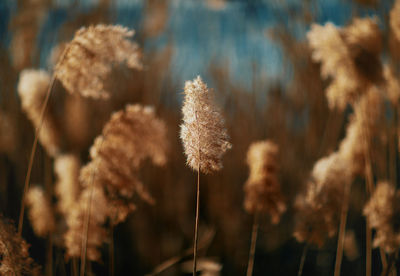 Close-up of flowering plant on field