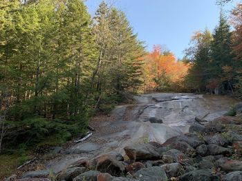 Trees growing by stream in forest against sky during autumn