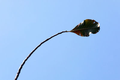 Low angle view of leaf against blue sky