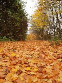 Autumn leaves on dirt road