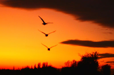 Silhouette birds flying against orange sky