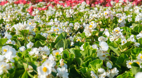 Close-up of white flowering plants on field