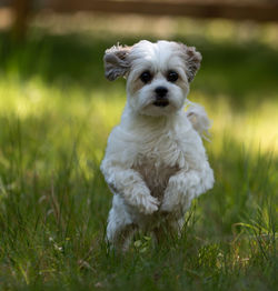 Portrait of dog on field