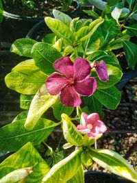 Close-up of pink flowering plant