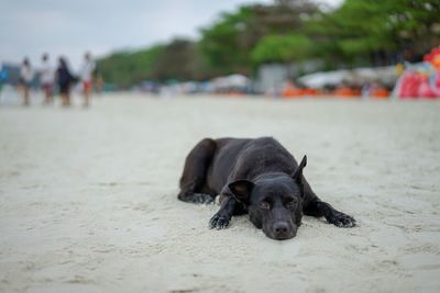 Black dog on sand at beach