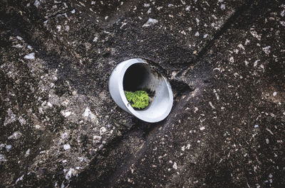 High angle view of moss in pipe amidst wall