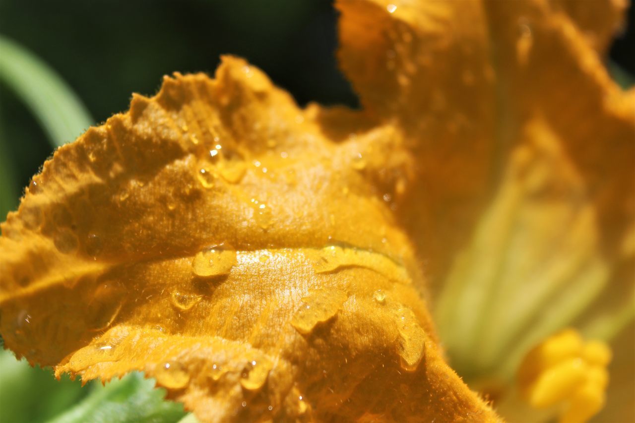 CLOSE-UP OF RAINDROPS ON YELLOW ROSE