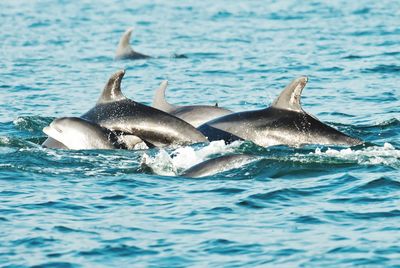 Dolphins swimming in sea