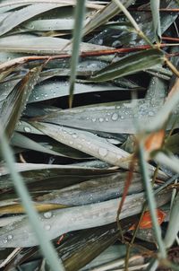 Close-up of wet plants