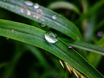 Close-up of wet insect on plant