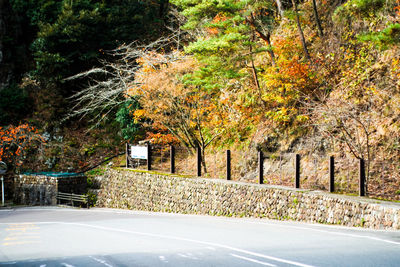 Road in autumn