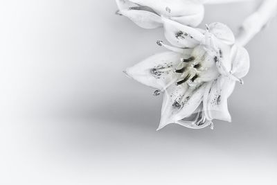 Close-up of white flowers over white background