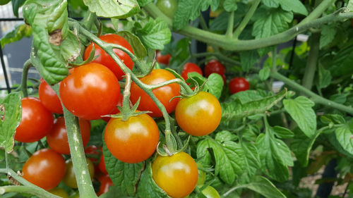 Organic cherry tomatoes plant growing in the community garden or home based vegetable farm. 