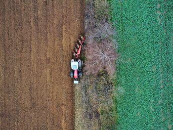 High angle view of plant on field