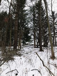 Trees in forest during winter