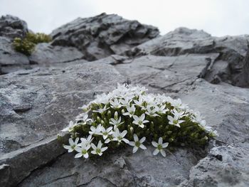 Close up of flowers blooming on rock