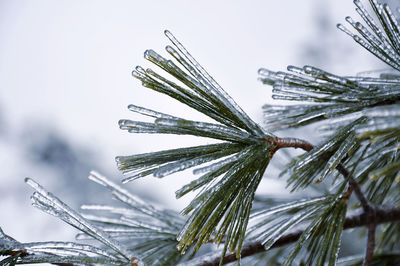 Close-up of icicles on pine tree during winter