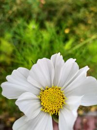 Close-up of white daisy flower