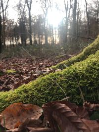 Close-up of fresh green plants in forest