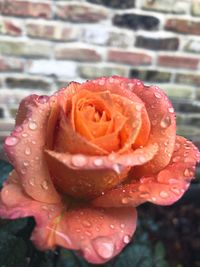 Close-up of wet rose flower