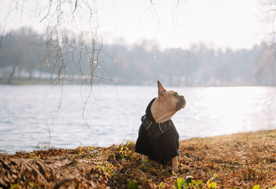 French bulldog dog sitting on lakeshore