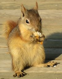 Squirrel eating food