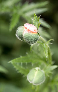 Close-up of thistle on plant