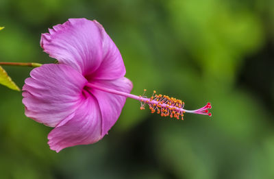 Close-up of pink hibiscus flower