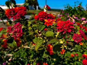 Close-up of red flowering plants