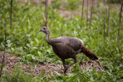 Side view of a bird on field